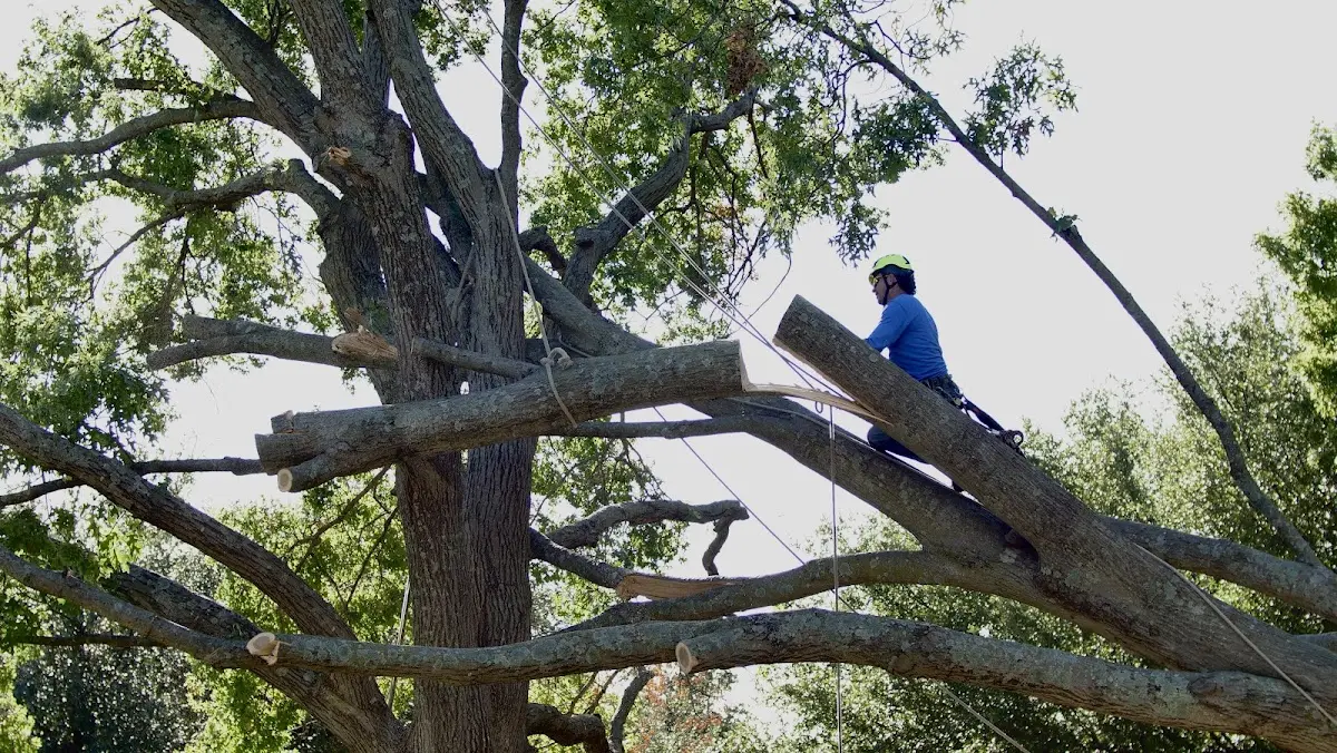Professional Crown Thinning performed by certified arborists in Levelland